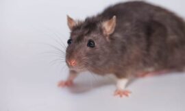 Test de fumée : quels atouts dans l’extermination des rats 