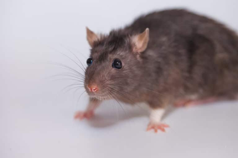 Lire la suite à propos de l’article Test de fumée : quels atouts dans l’extermination des rats 