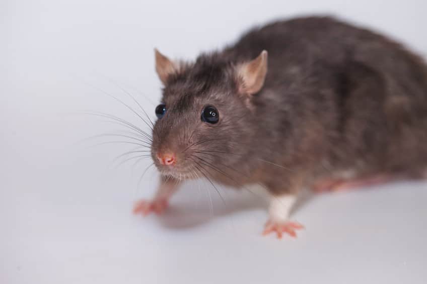 You are currently viewing Test de fumée : quels atouts dans l’extermination des rats 