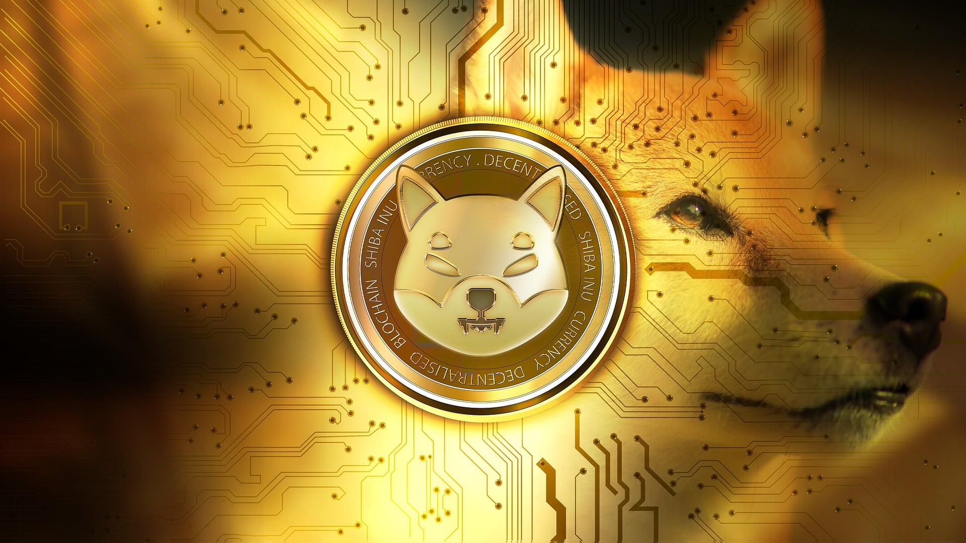 You are currently viewing Cryptomonnaie : qu’est-ce que Shiba inu ?