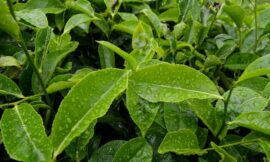 Les vérités scientifiques sur le thé vert : mythes démystifiés