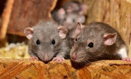 Comment se débarrasser efficacement des souris : guide pratique pour les québécois ?
