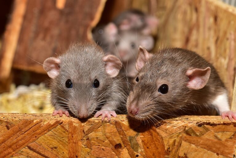 Lire la suite à propos de l’article Comment se débarrasser efficacement des souris : guide pratique pour les québécois ?